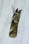 Acrobasis obliqua