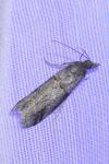 Acrobasis obliqua