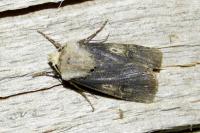 Agrotis puta