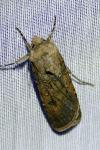 Agrotis segetum