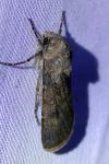 Agrotis segetum
