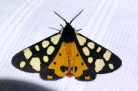 Arctia villica