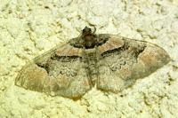 Catarhoe rubidata