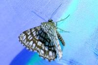 Chiasmia clathrata