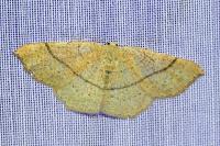 Cyclophora suppunctaria