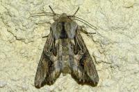 Egira conspicillaris