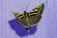 Emmelia trabealis