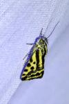 Emmelia trabealis