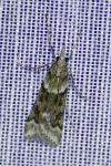 Eudonia angustea