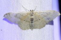 Idaea degeneraria