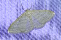 Idaea subsericeata