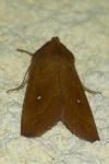 Mythimna albipuncta