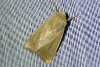 Mythimna sicula