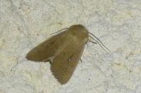 Mythimna sicula