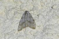 Nola confusalis