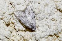 Nola confusalis