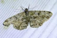 Peribatodes rhomboidaria rhomboidaria