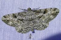 Peribatodes rhomboidaria rhomboidaria