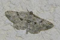 Peribatodes rhomboidaria rhomboidaria