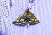 Pyrausta ostrinalis