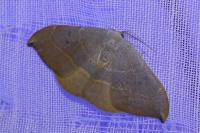 Watsonalla uncinula