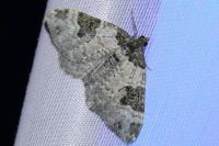 Xanthorhoe fluctuata