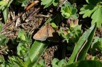 Pyrausta despicata
