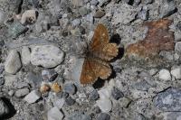 Ematurga atomaria