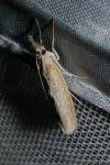 Agriphila straminella