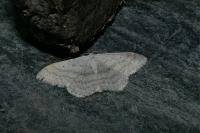 Scopula incanata