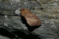 Malacosoma alpicola