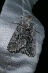 Acronicta euphorbiae