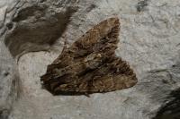 Apamea monoglypha monoglypha