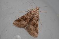Hellula undalis