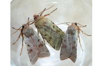 Agrochola lychnidis