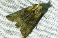 Abrostola triplasia