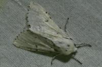 Acronicta leporina