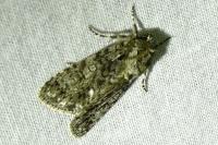 Acronicta rumicis