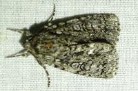 Acronicta rumicis
