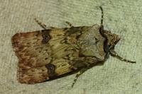 Agrotis puta