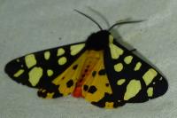 Arctia villica