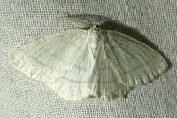 Cabera pusaria