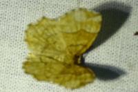 Cepphis advenaria