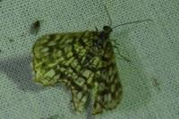 Chiasmia clathrata