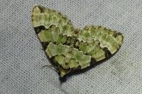 Colostygia pectinataria