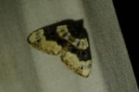 Cosmorhoe ocellata