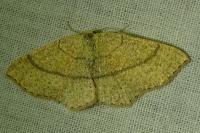 Cyclophora ruficiliaria