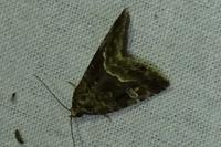 Deltote pygarga