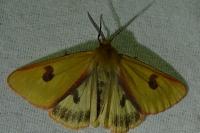 Diacrisia sannio