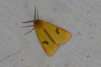 Diacrisia sannio